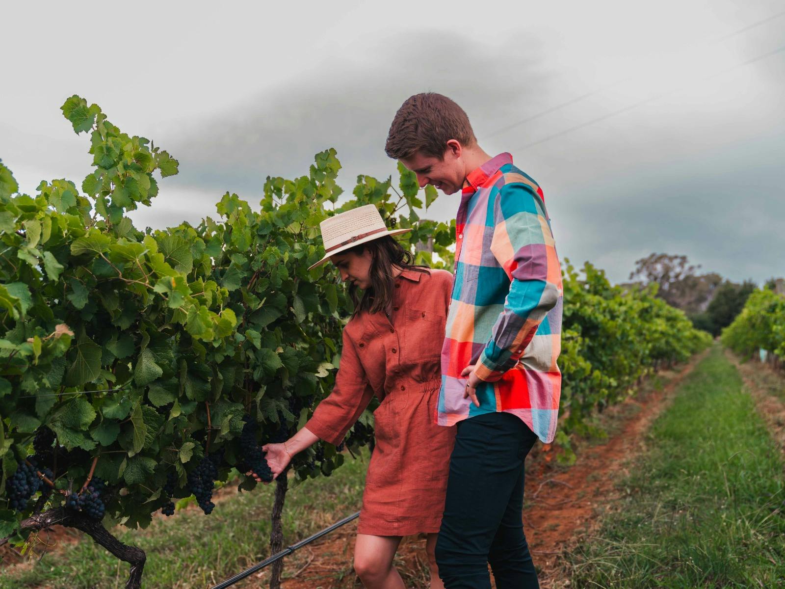 Free Vineyard Walk