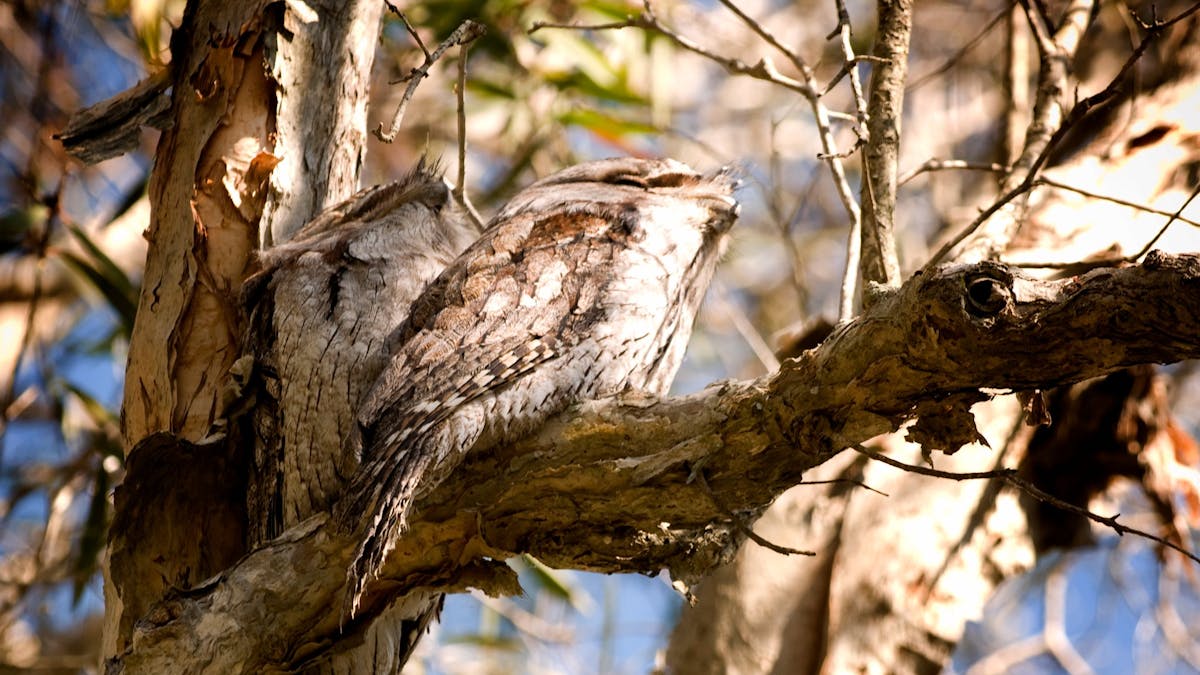 Visit Logan Queensland Bird Life