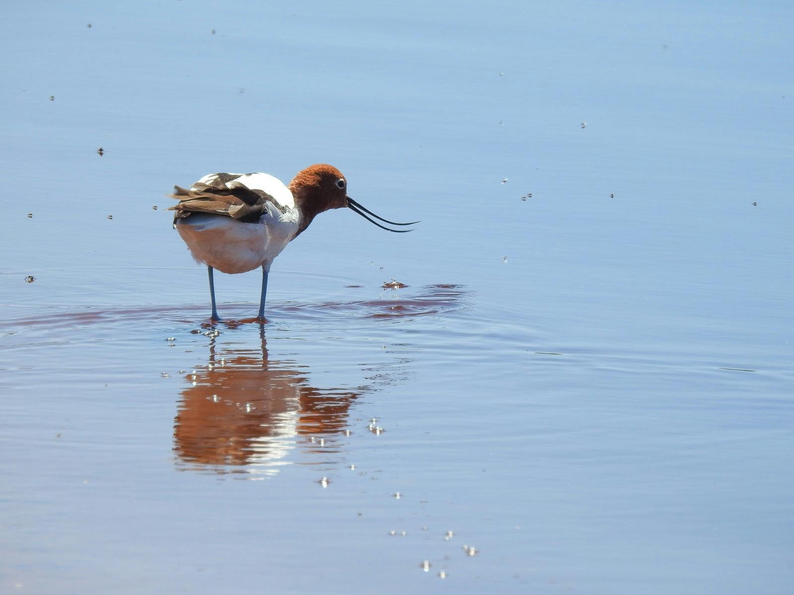 Avocet