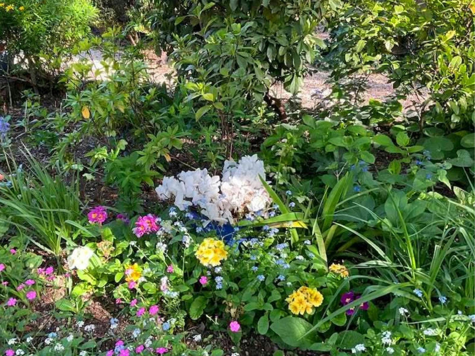 colourful flowers in garden bed