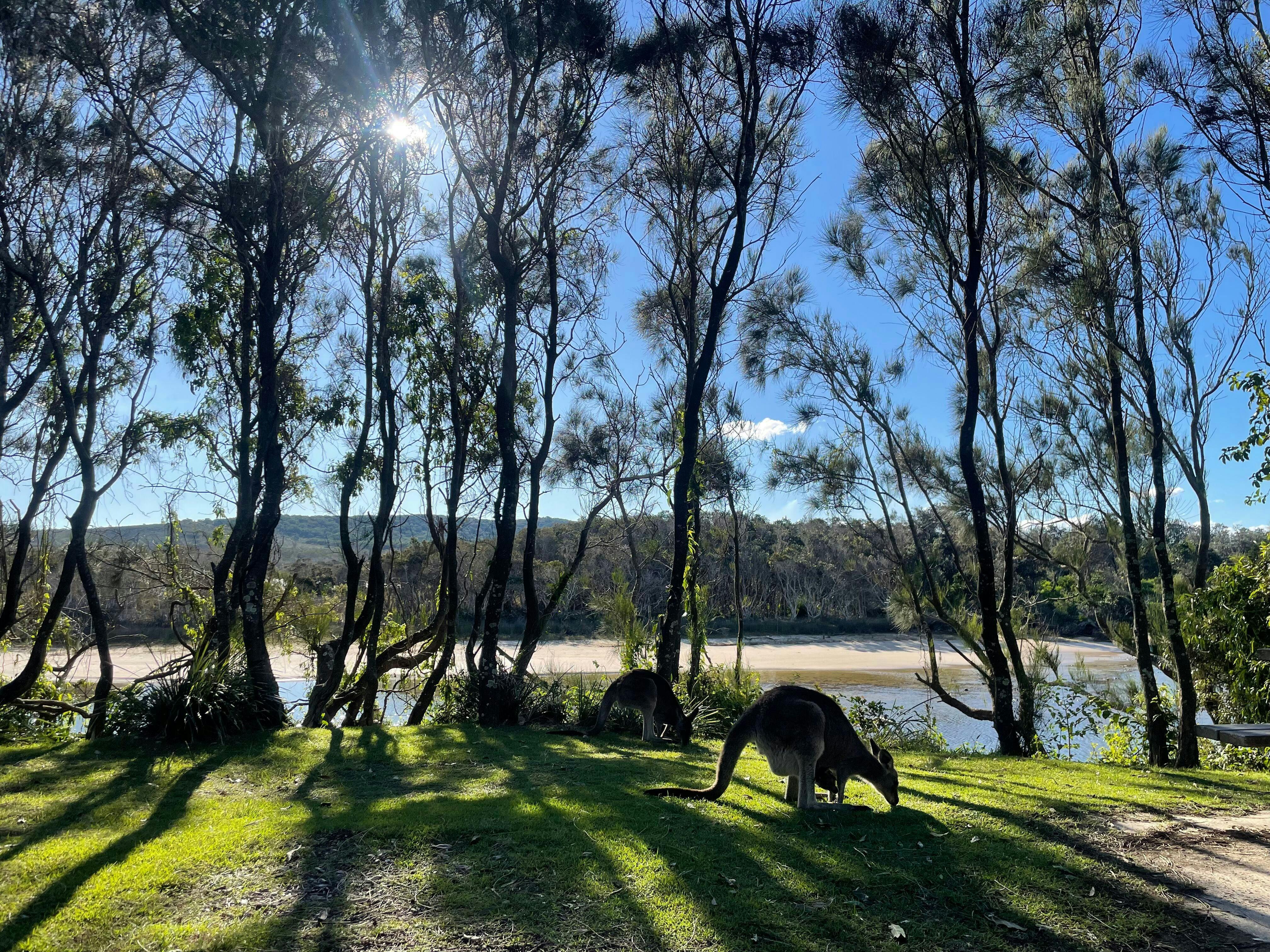 Kangaroos in the shade of the trees next to Lake Arragan