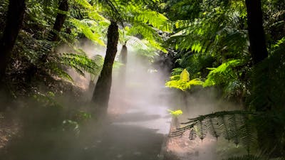Mist in rainforest