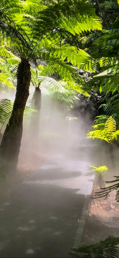 Mist in rainforest