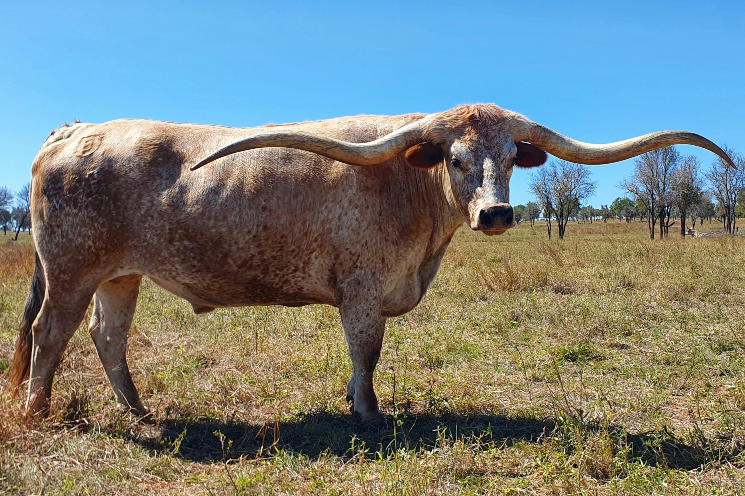 Texas Longhorn Tours