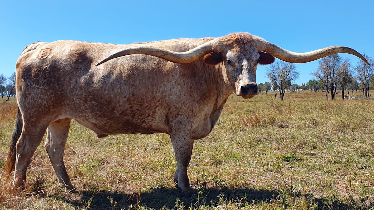 Texas Longhorn steer