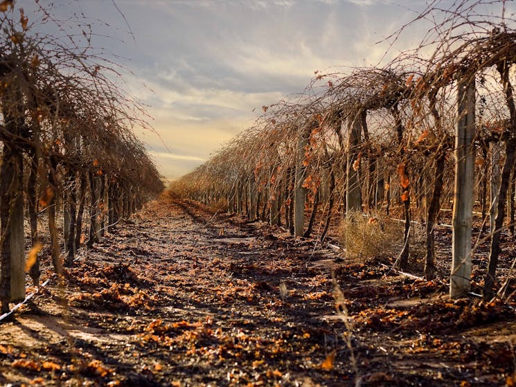 Autumn in Sagrantino vines