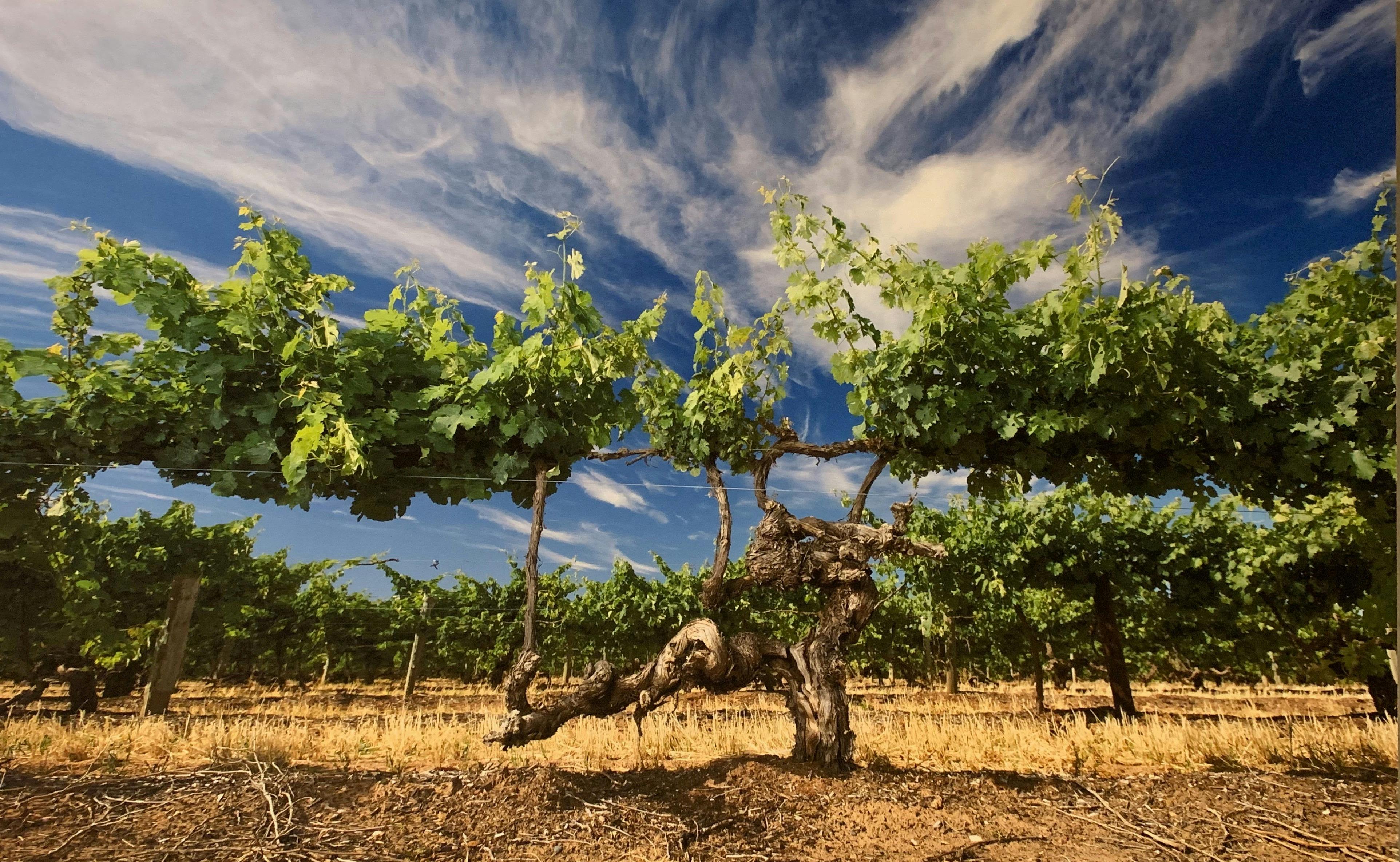 This is a painting displayed at Penfolds