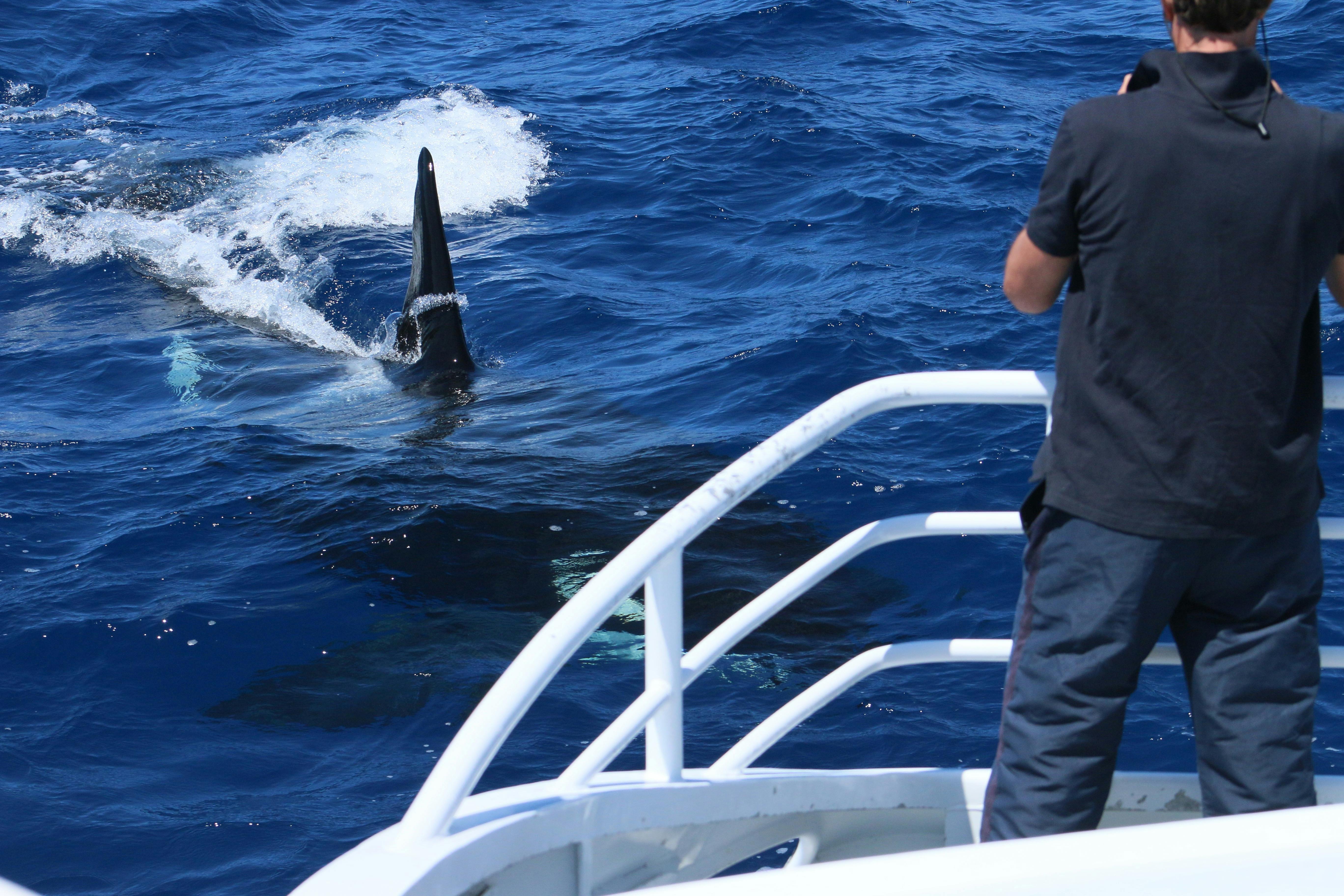 Naturaliste Charters Whale Watching, Dunsborough, Western Australia