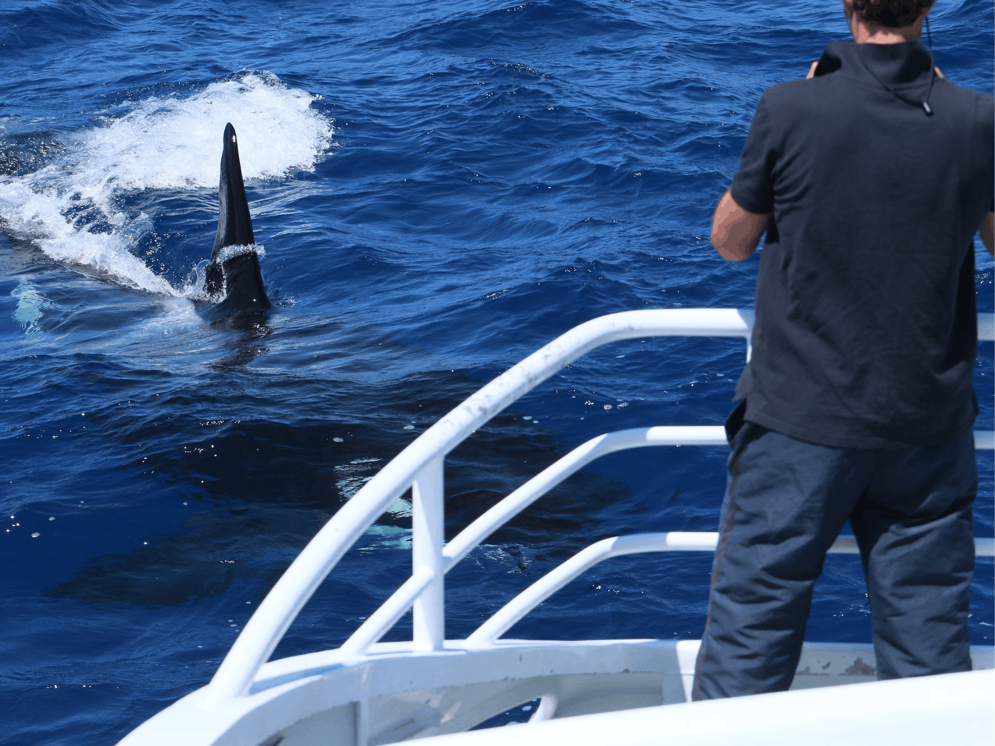 Naturaliste Charters Whale Watching, Dunsborough, Western Australia