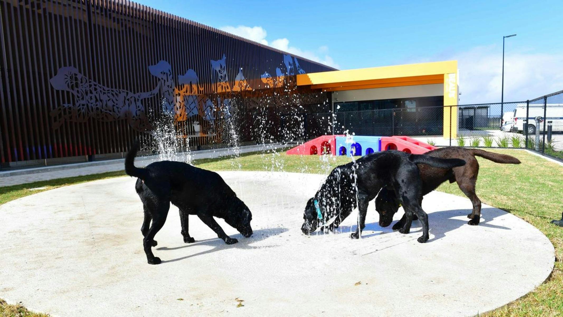 Dogs have the opportunity to socialise in Central Bark, our open, outdoor play area.
