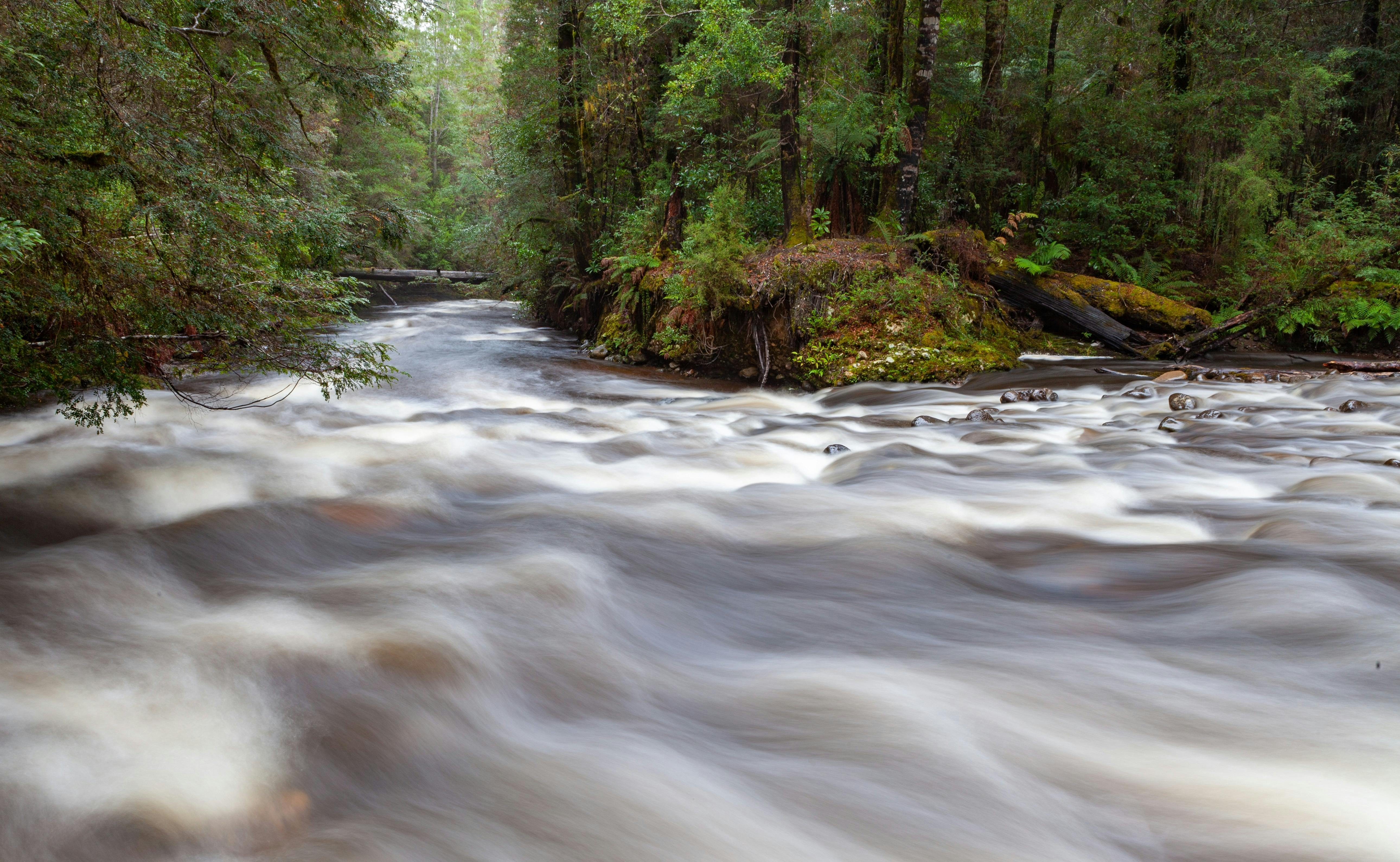 Tarkine Rainforest Expedition