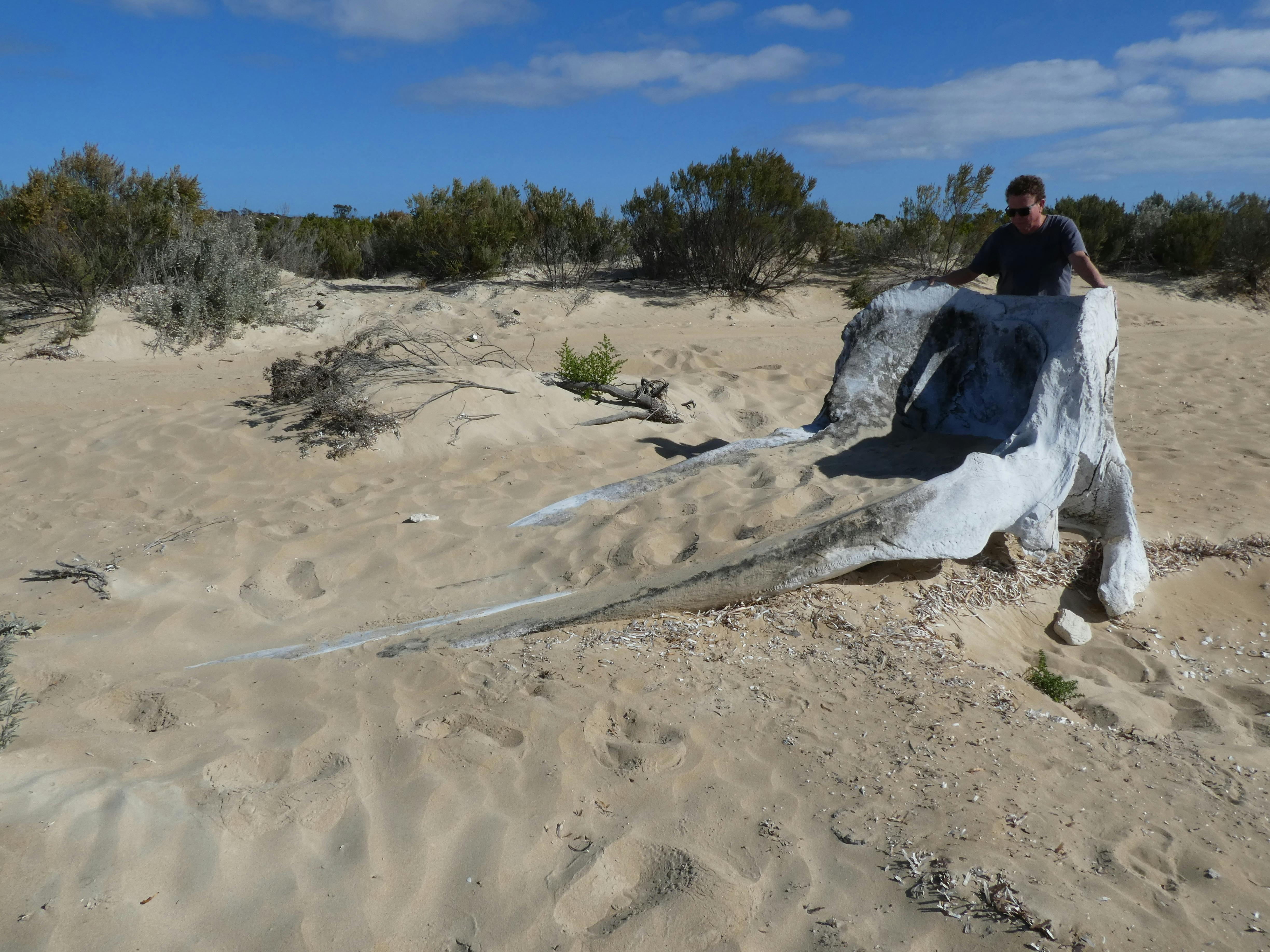A whale in Coffin Bay