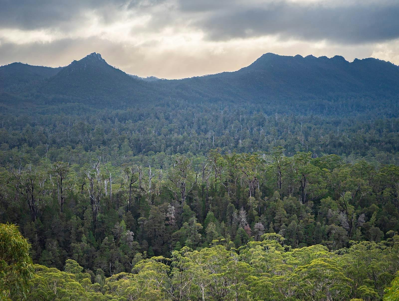 Rugged mountain and tall forest of south west Tasmania