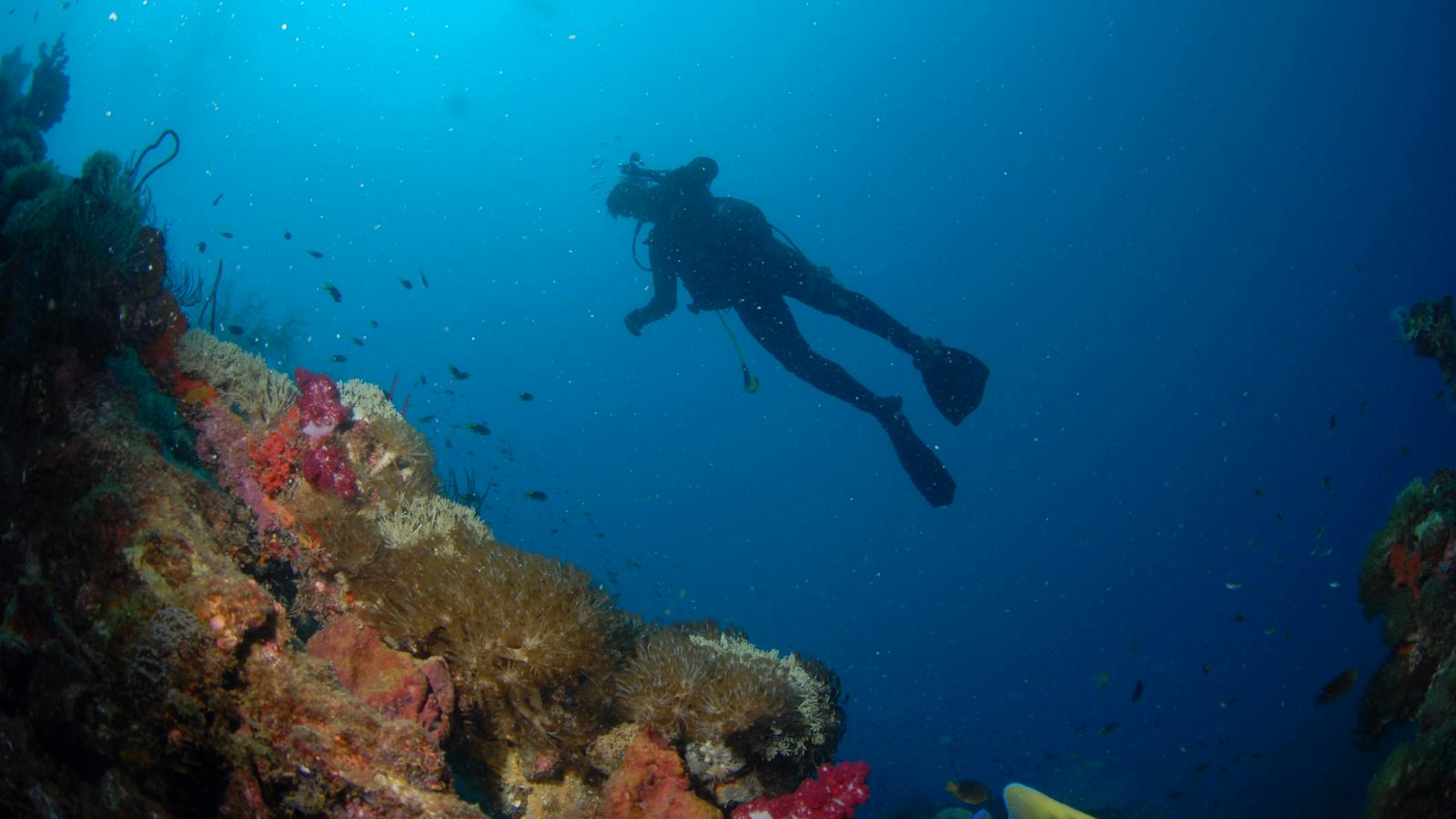 Yongala Wreck - Adrenalin Dive