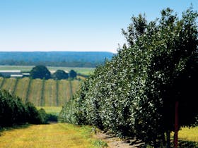 Childers image
