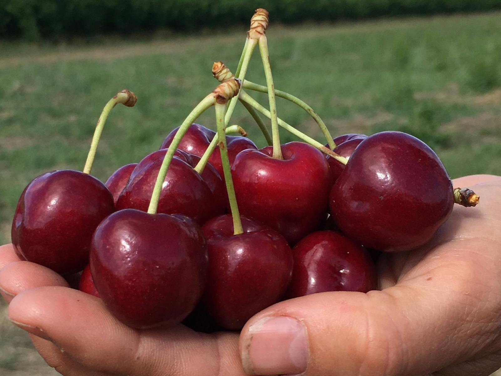 Image for Pick Your Own Cherries
