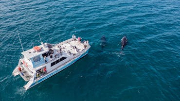 Two humpback whales at the bow of Freedom III taken from a drone Two humpback whales at the bow of Freedom III taken from a drone