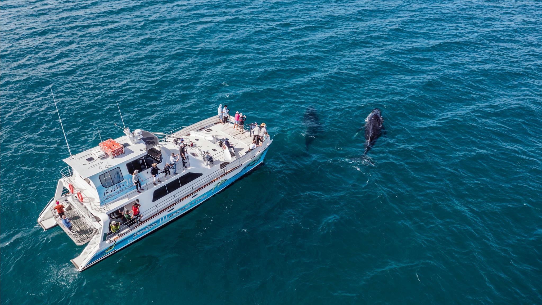 Two humpback whales at the bow of Freedom III taken from a drone Two humpback whales at the bow of Freedom III taken from a drone