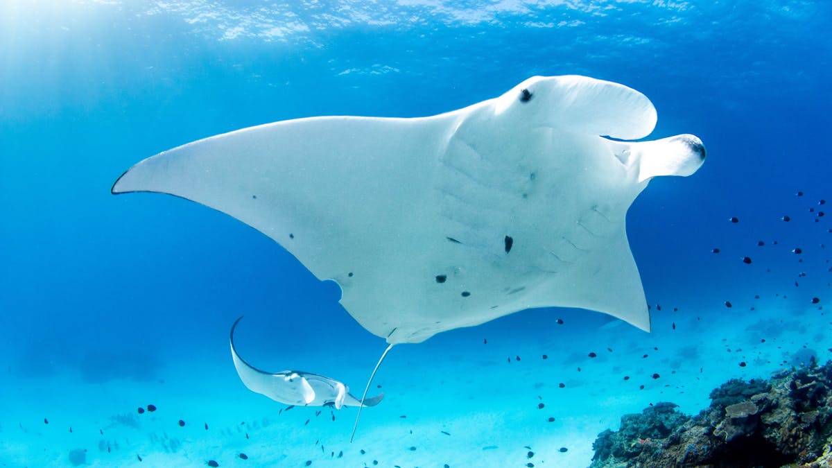 Lady Elliot Island