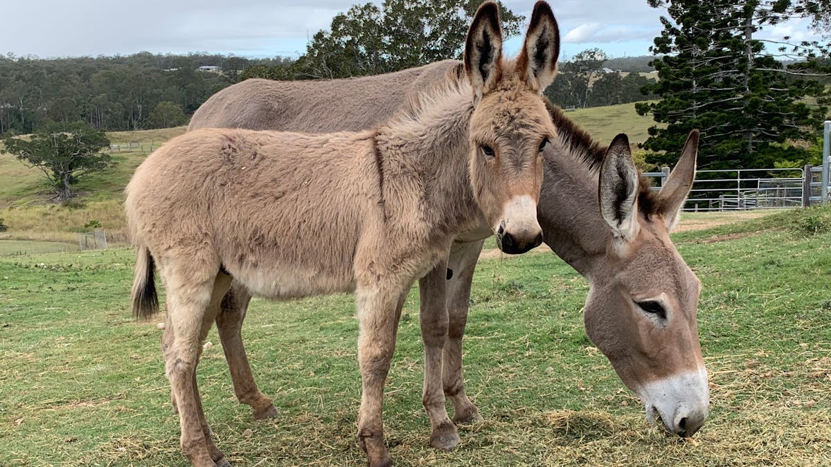 Delores and Duke.