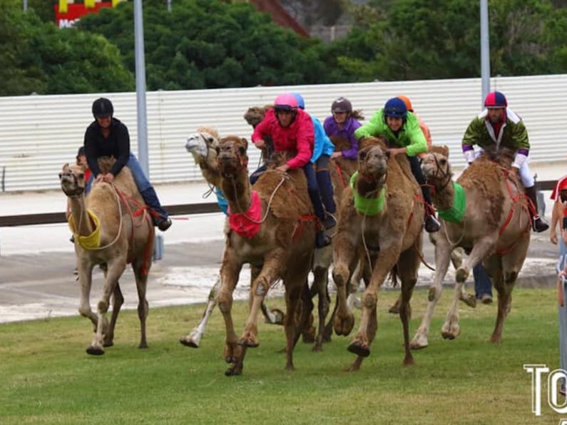 Image of the event 'Camel Races at Maitland Showgrounds'