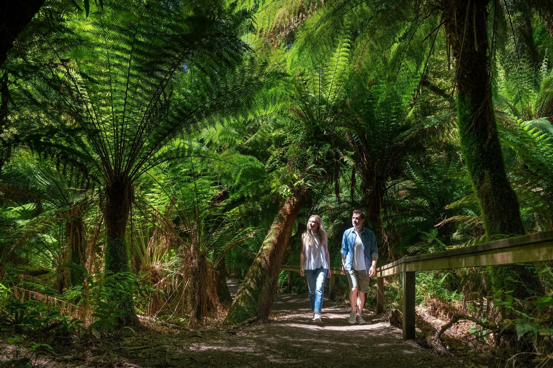 Maits Rest Rainforest Walk