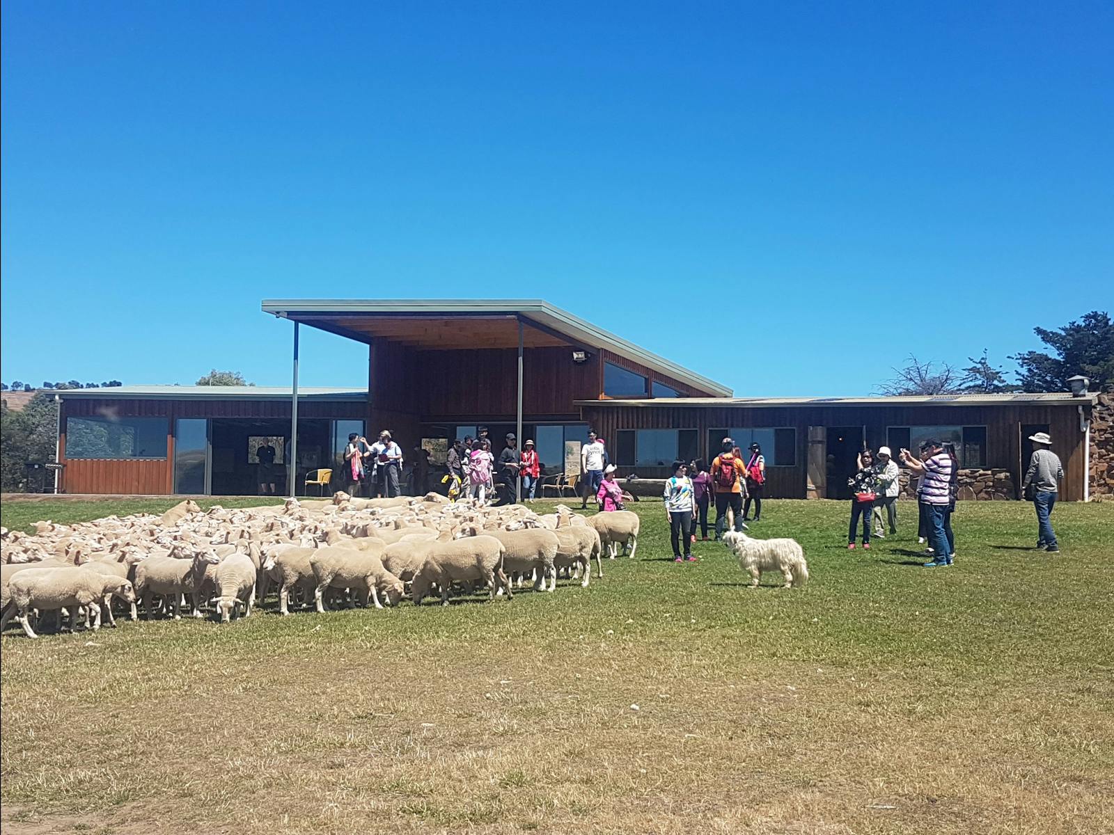 Dogshow and cafe