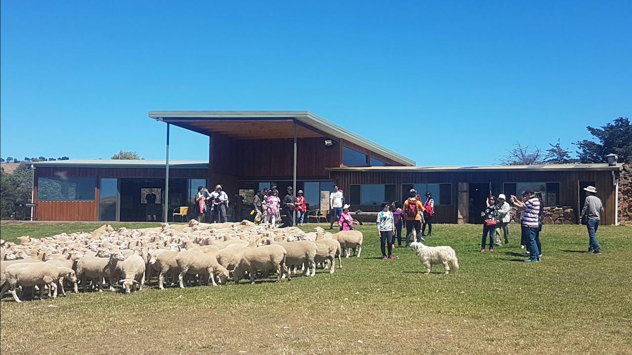 Dogshow and cafe
