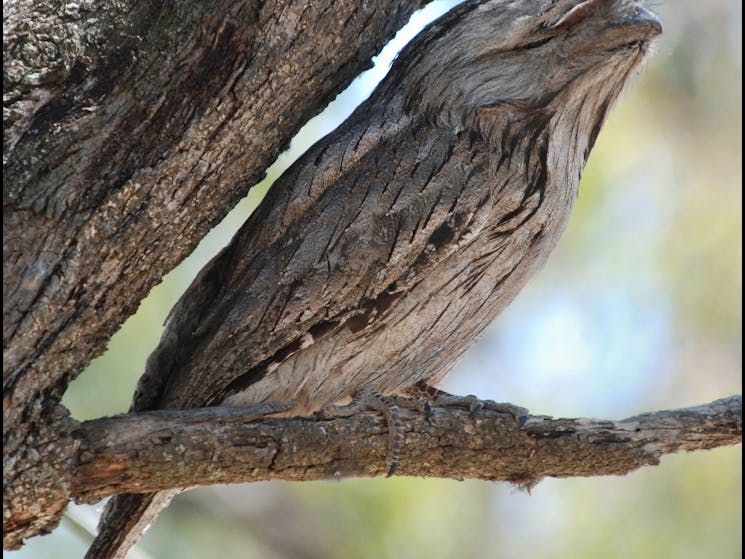 Adopting stillness and quiet observation will reveal several tawny frogmouths blending in.