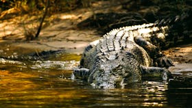 Large Croc East Alligator River