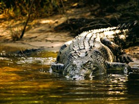 Large Croc East Alligator River