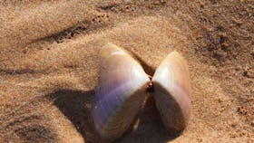 The mollusc that gives the beach its name. Pippi Beach, Yamba.