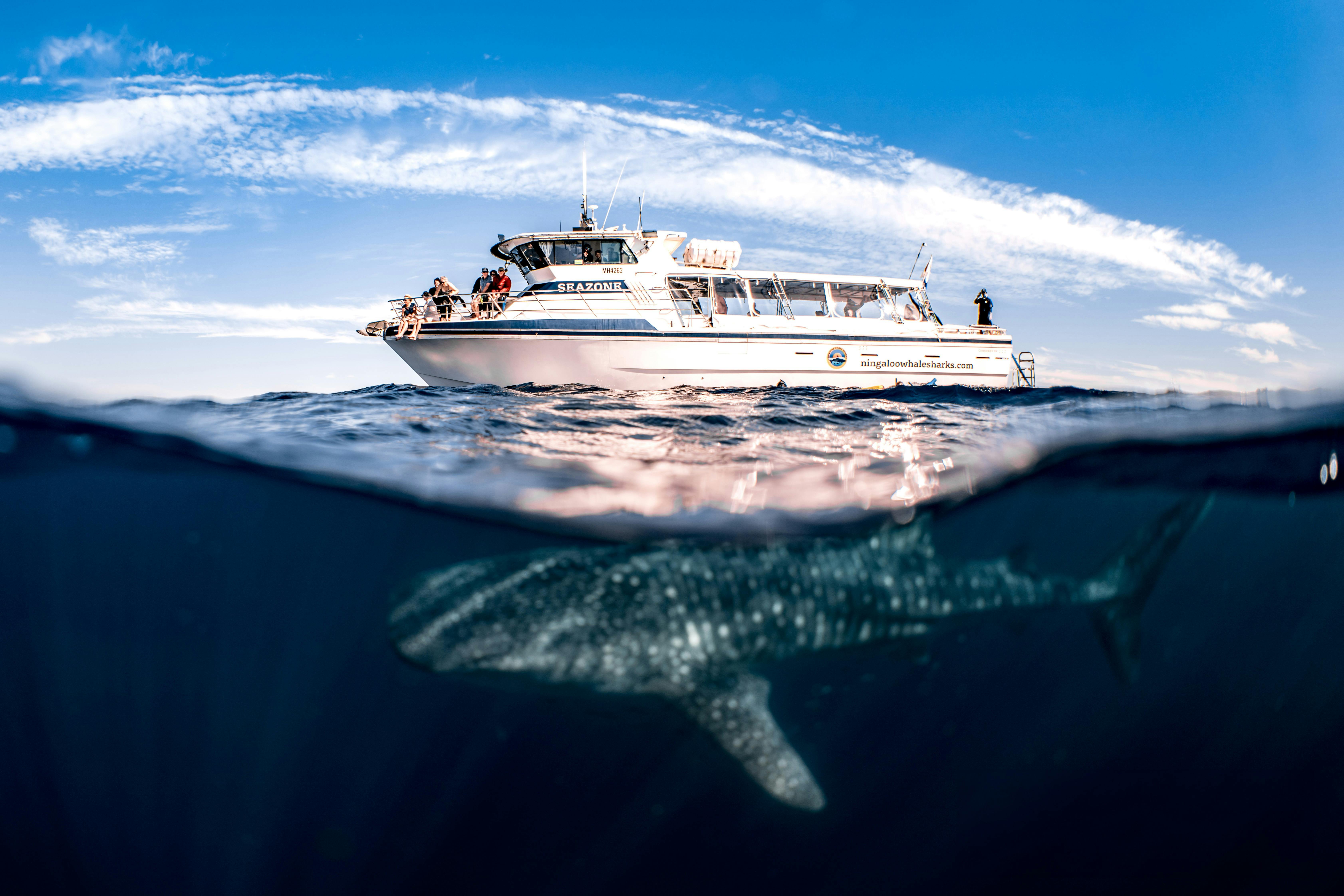 Whale Shark Swimming under Seazone