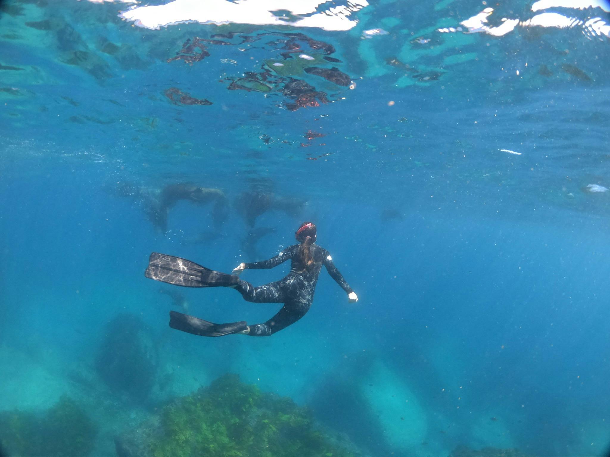 Diver swimming with seals