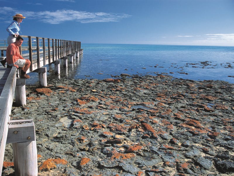 Hamelin Pool Stromatolites, Hamelin Pool, Western Australia