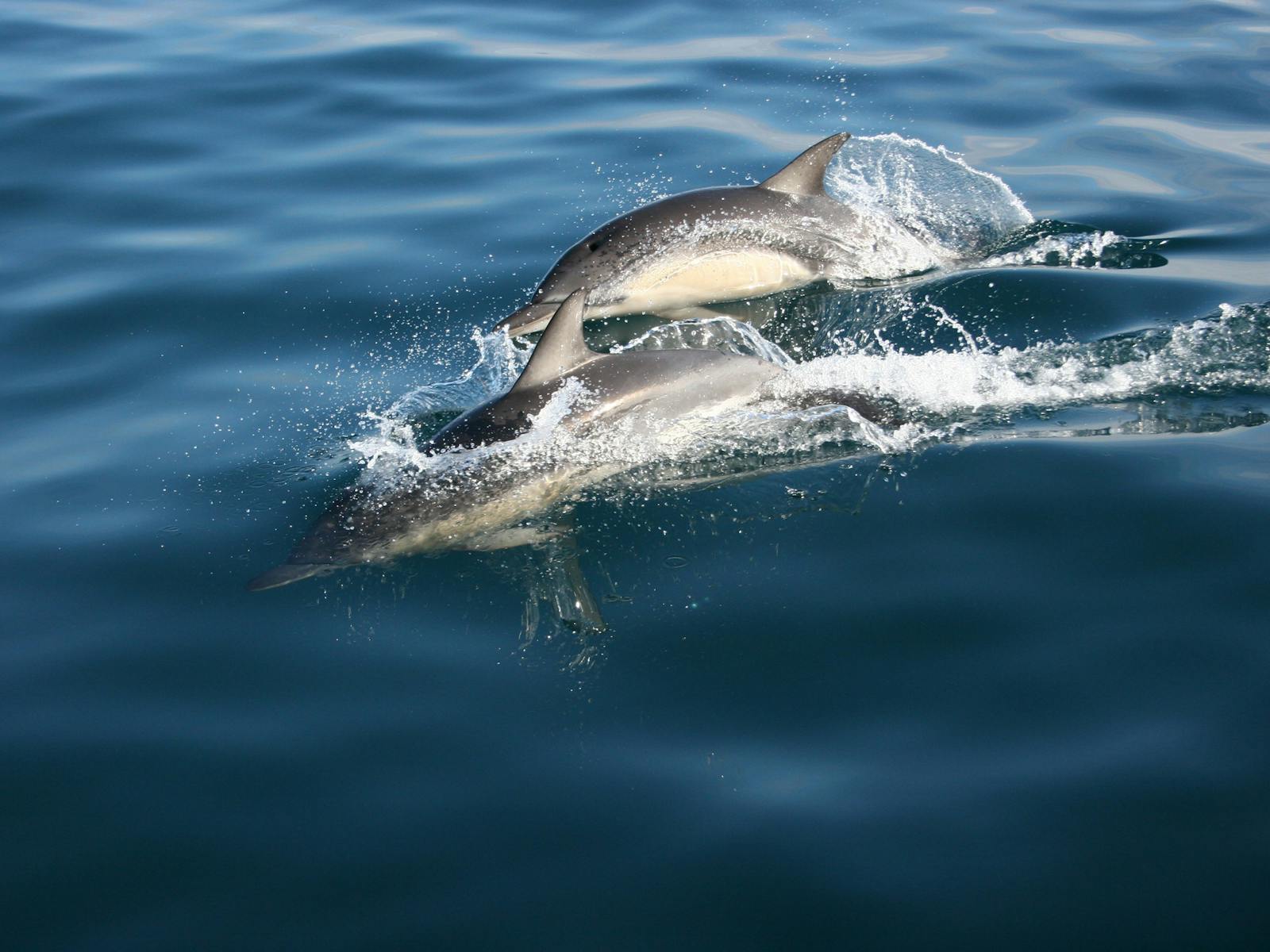 Dolphins are some of the friendly locals we see