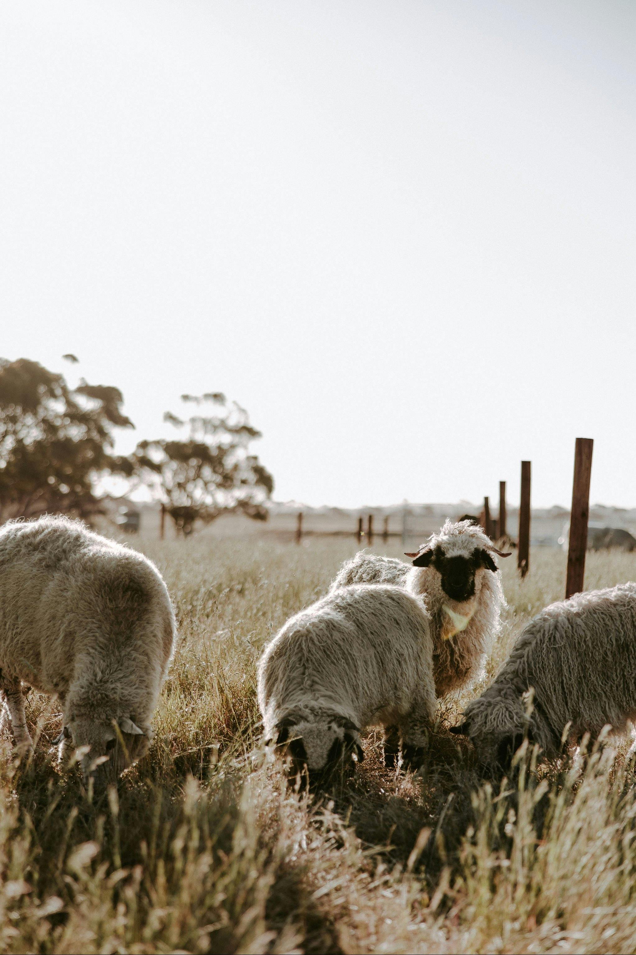 The Sheep of Solstice KI