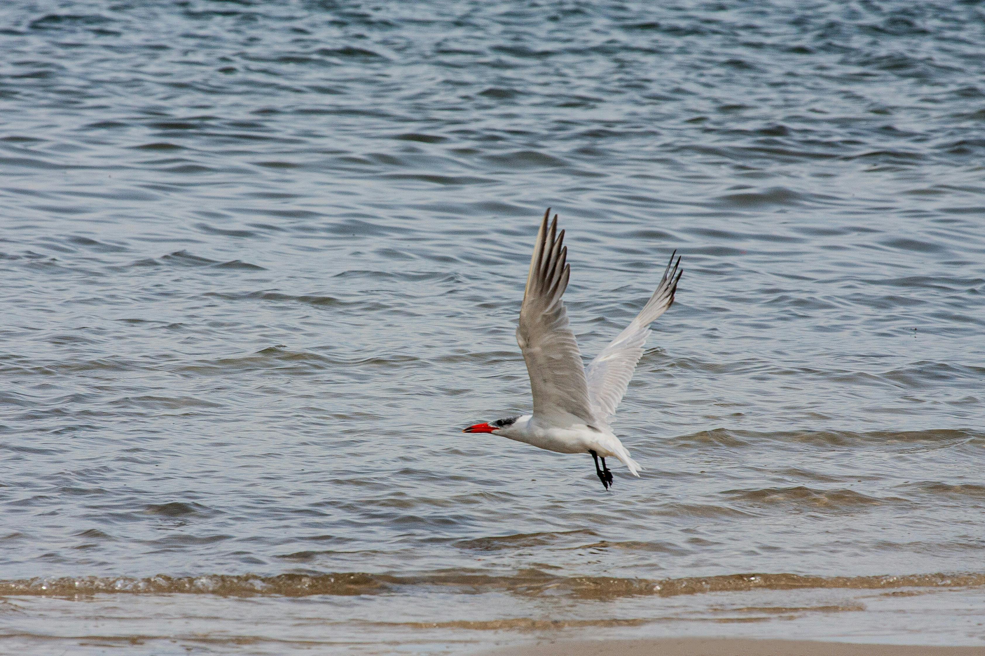 Artic Tern Bribie Island