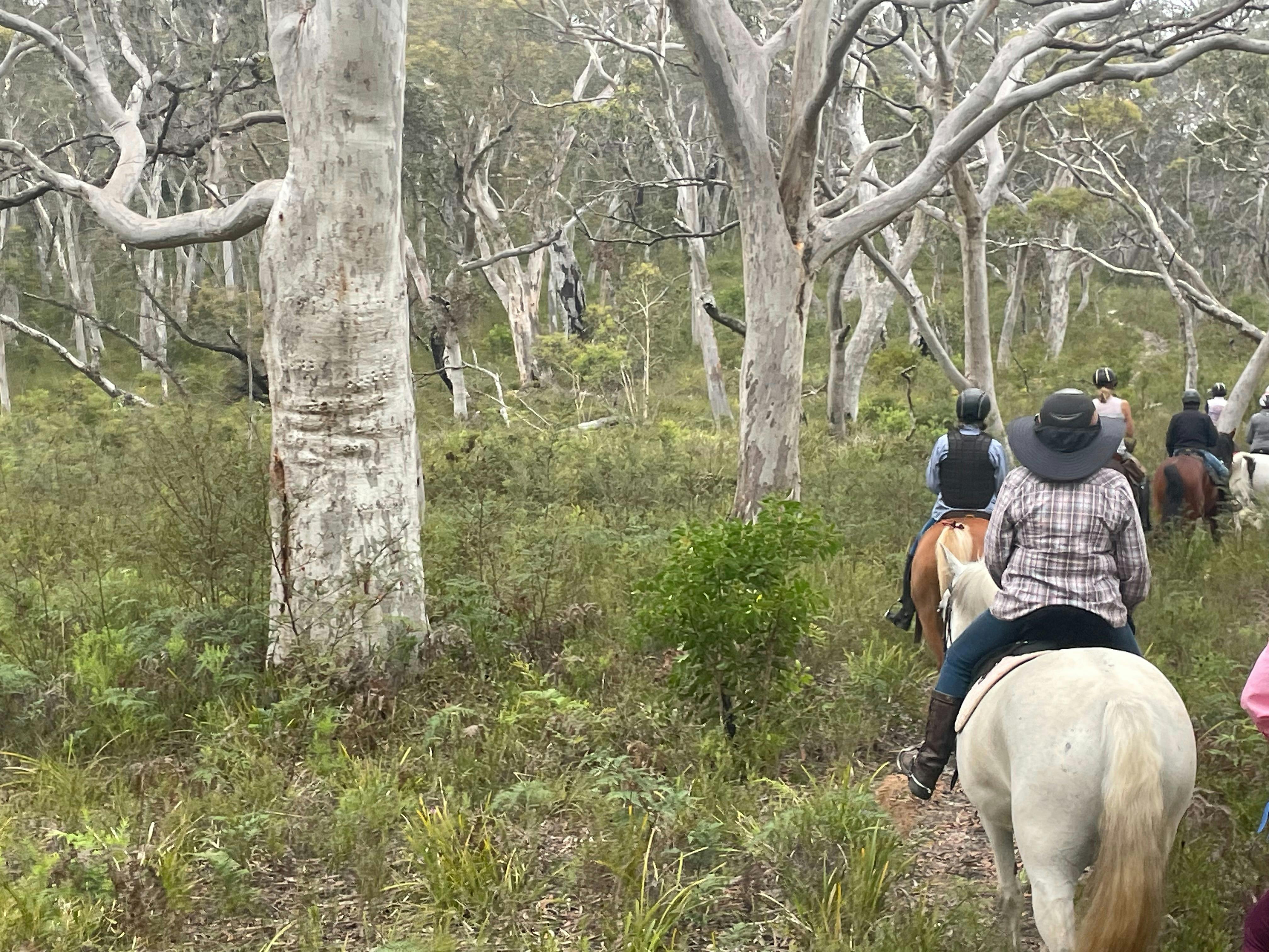 group of horse riders riding through a misty forest
