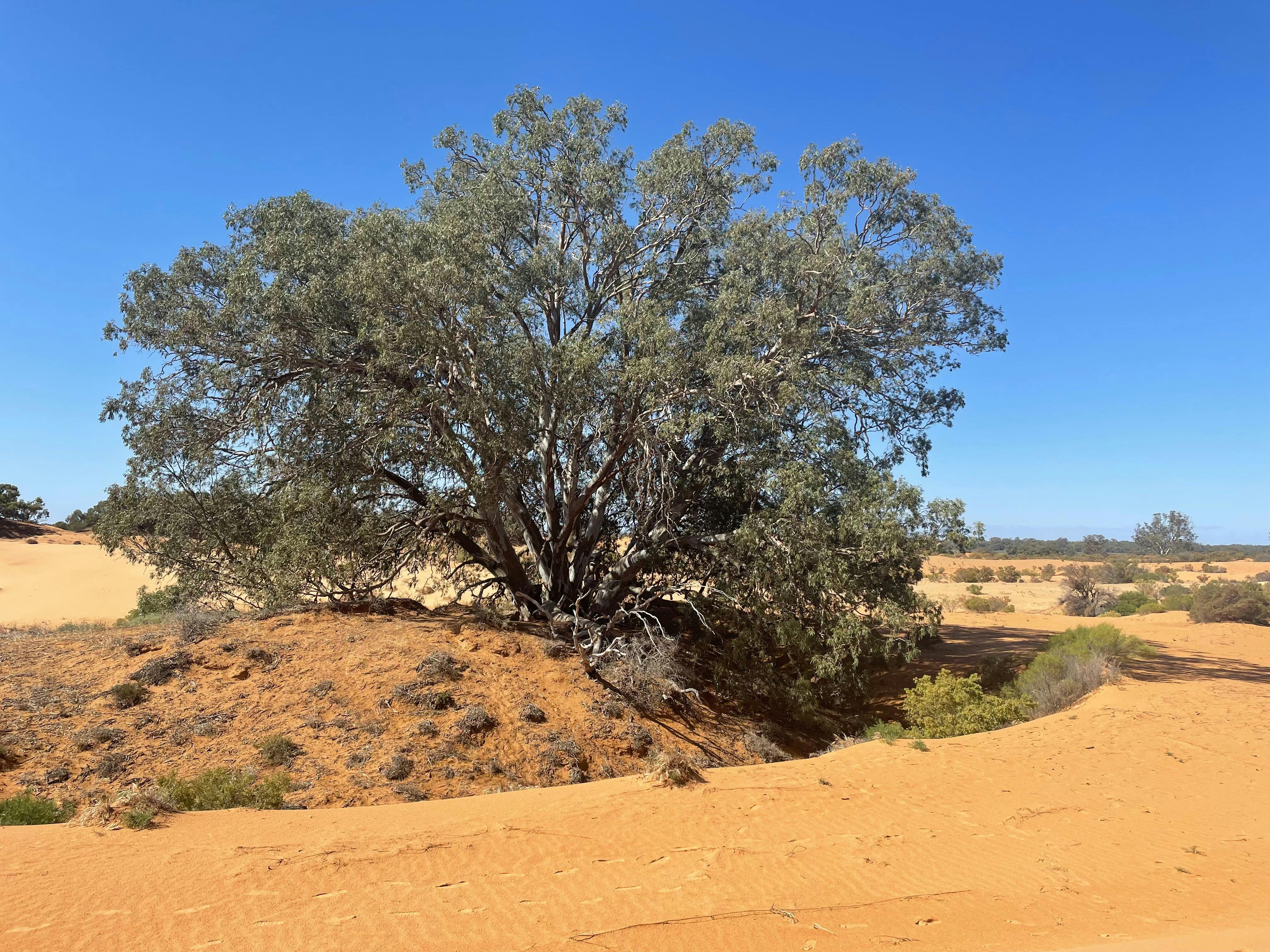 Wentworth Sand Dunes