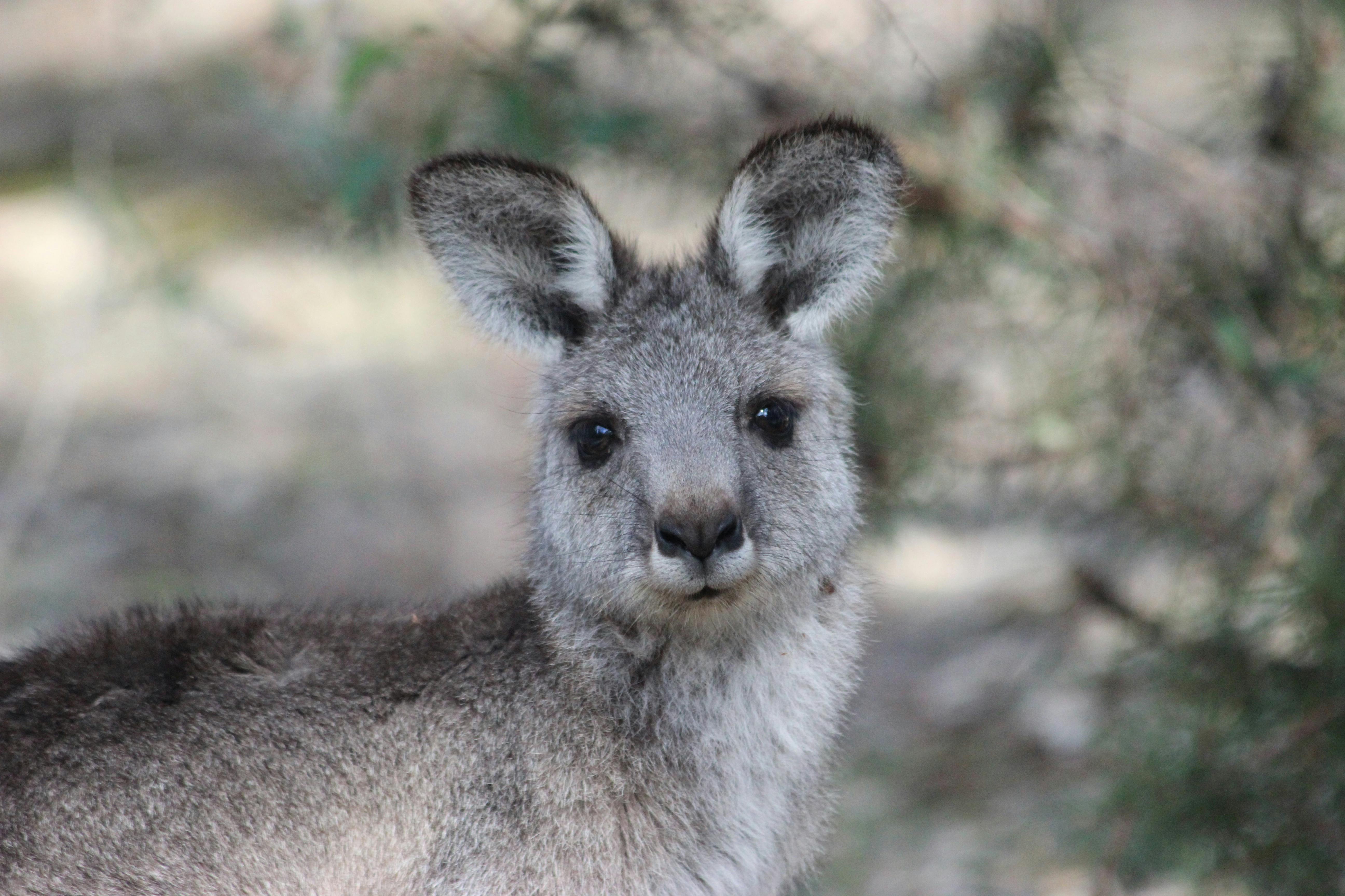 Nangak Tamboree Wildlife Sanctuary