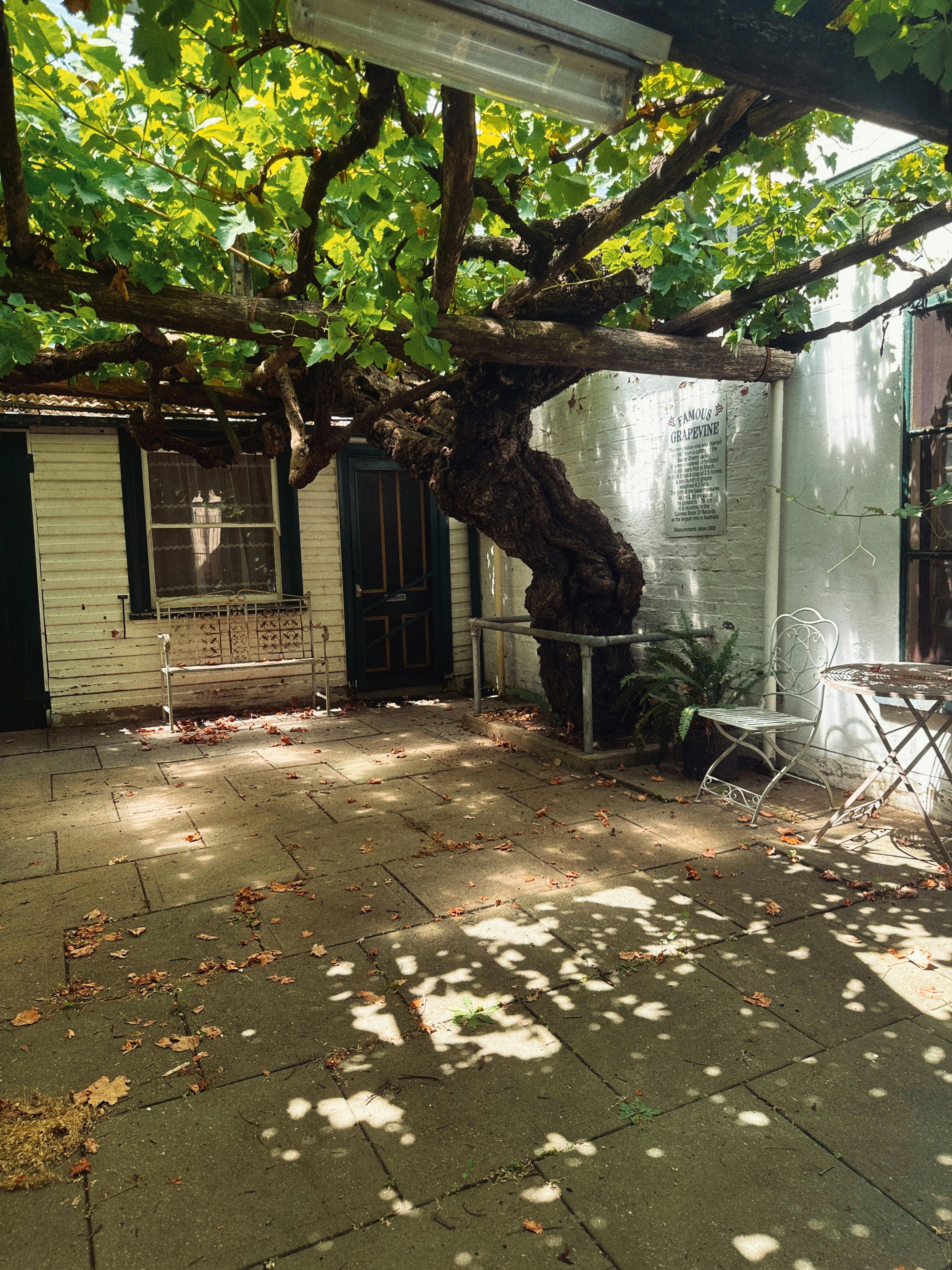Australia's biggest grapevine in Chiltern