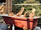Outdoor clawfoot bathtub