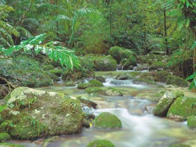 Mossman Gorge, Daintree National Park