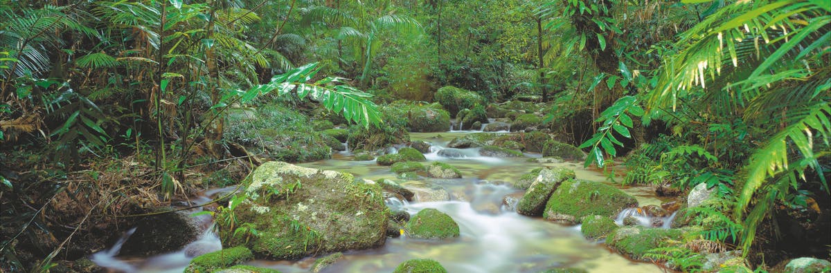 Mossman River cascades over mosssy rocks in Daintree National Park