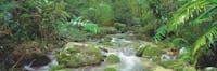 Mossman River cascades over mosssy rocks in Daintree National Park