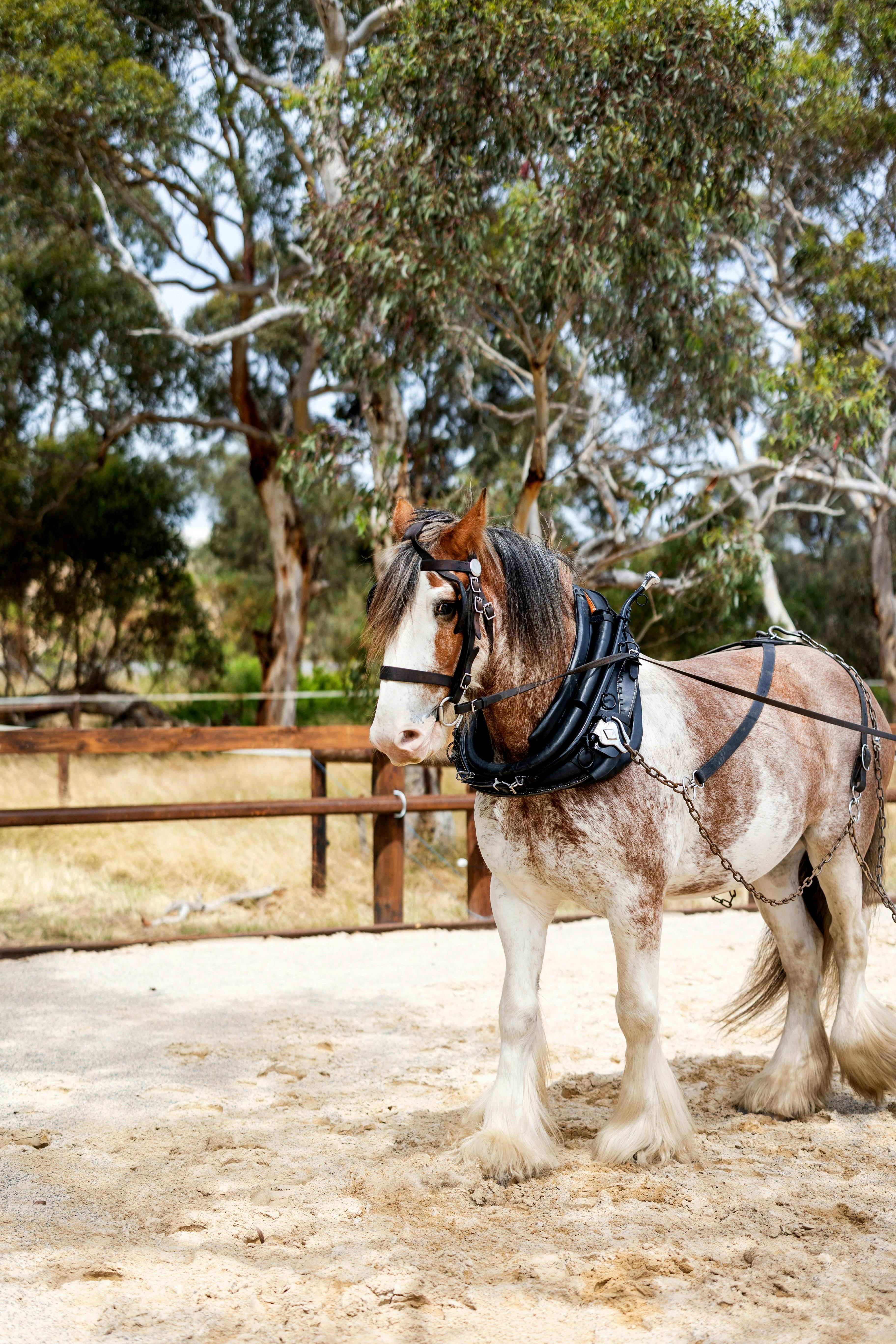 Behind-the-Scenes Experience of the Victor Harbor Horse Tram
