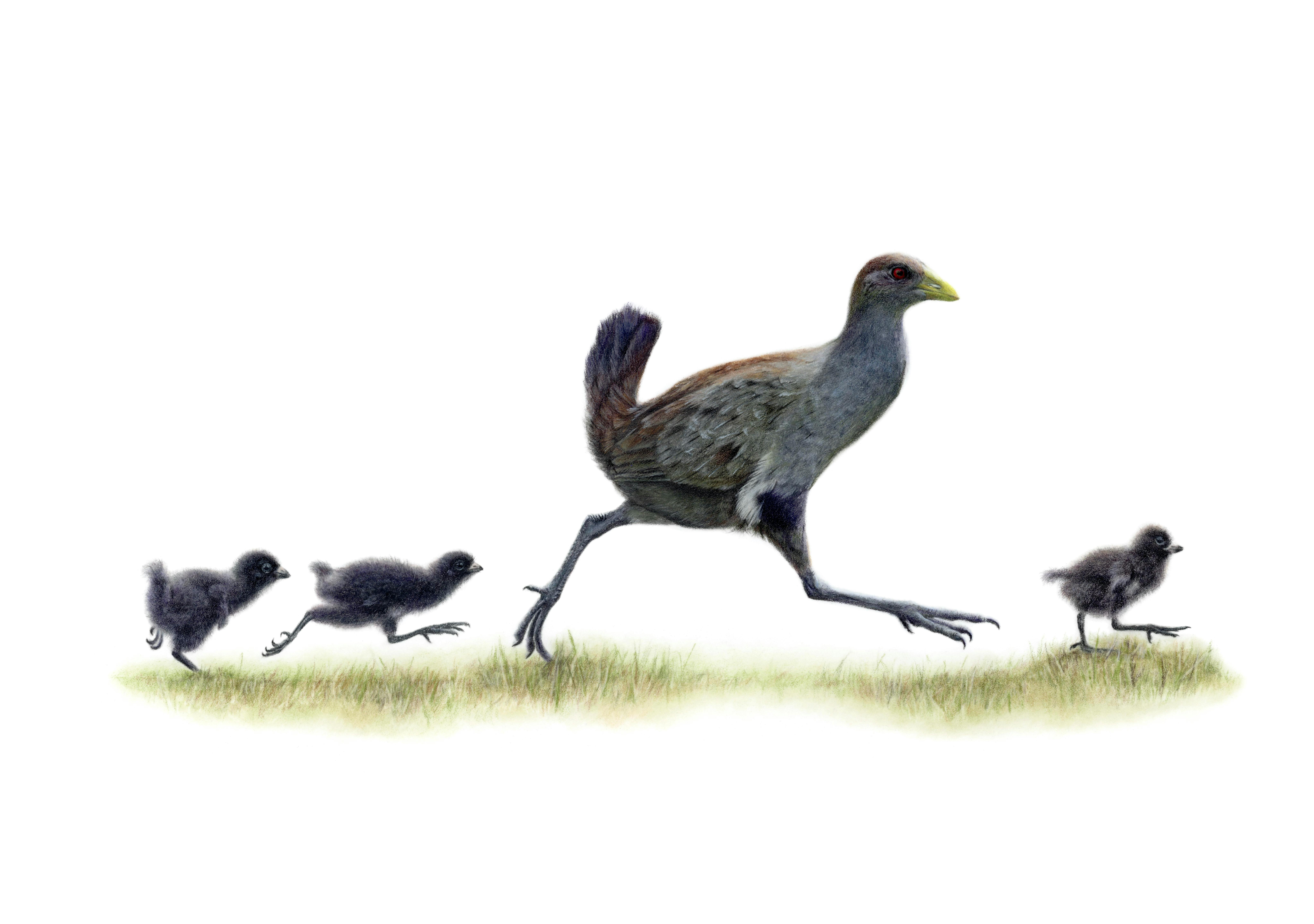 Coloured pencil drawing of a native hen and chicks