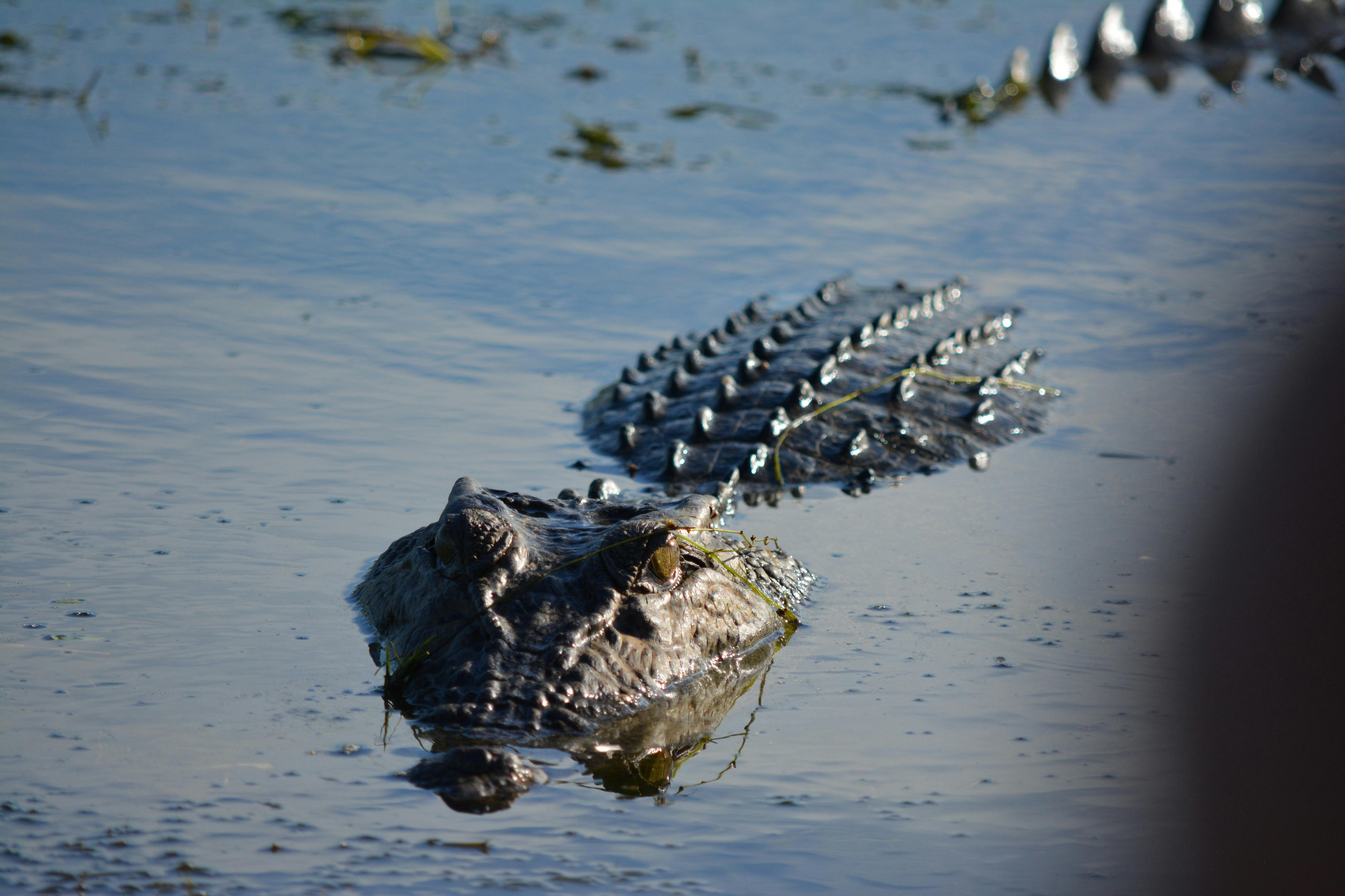 Salt water crocodile