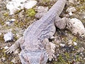 Grey knobbly looking lizard with long toes trying not to be seen on rocks with green moss lichenn.